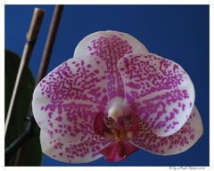 Orchidee