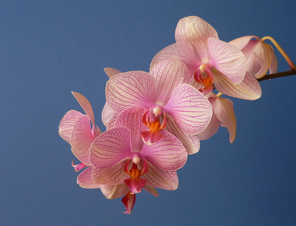 Orchidee