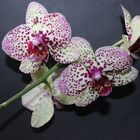 Orchidee