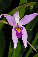 Orchidee-56