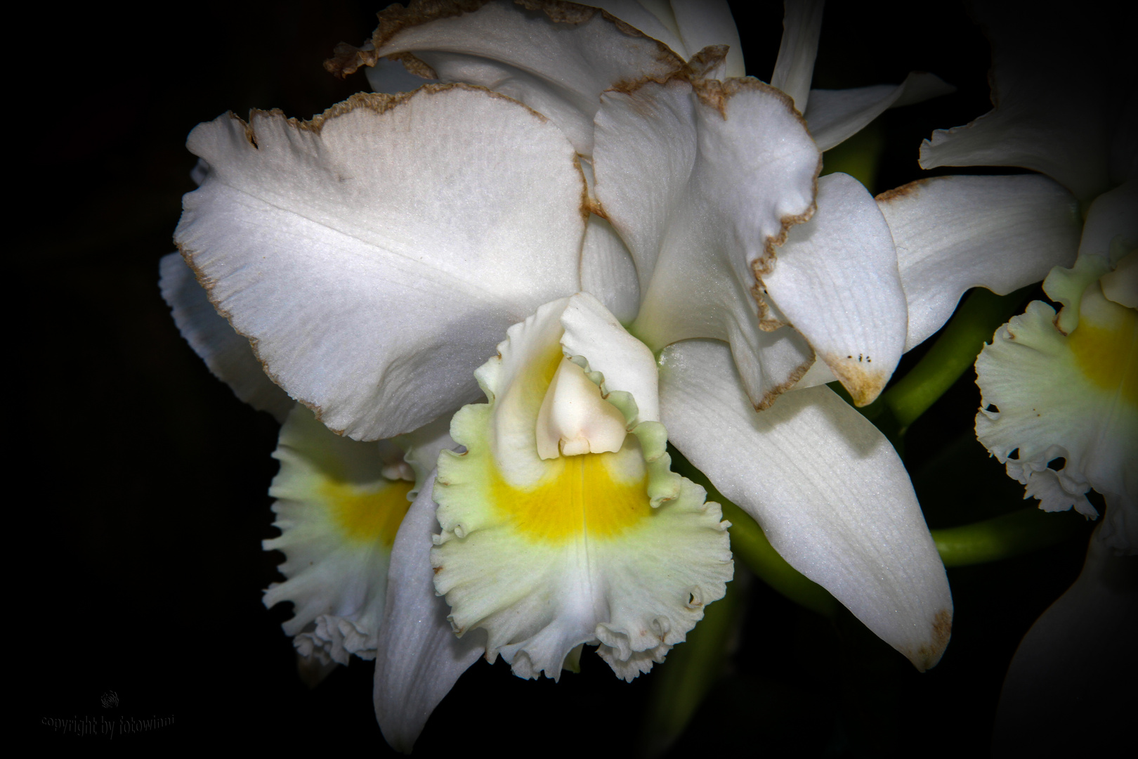 Orchidee 56