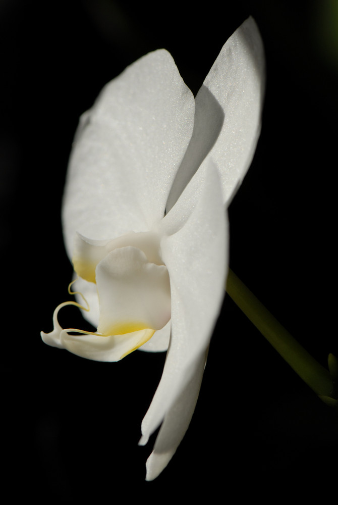 Orchidee