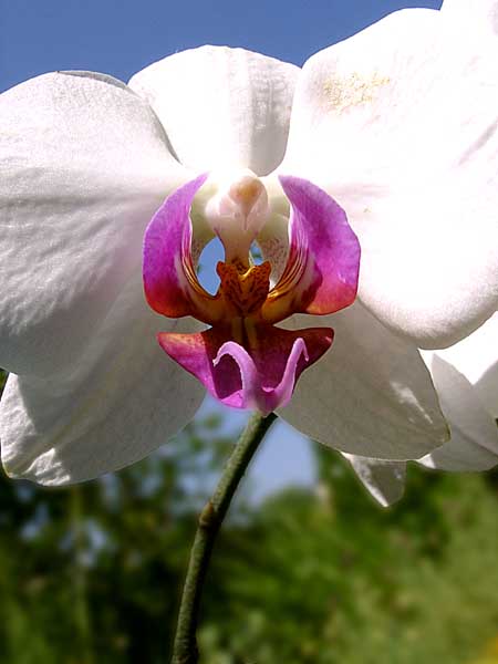 Orchidee