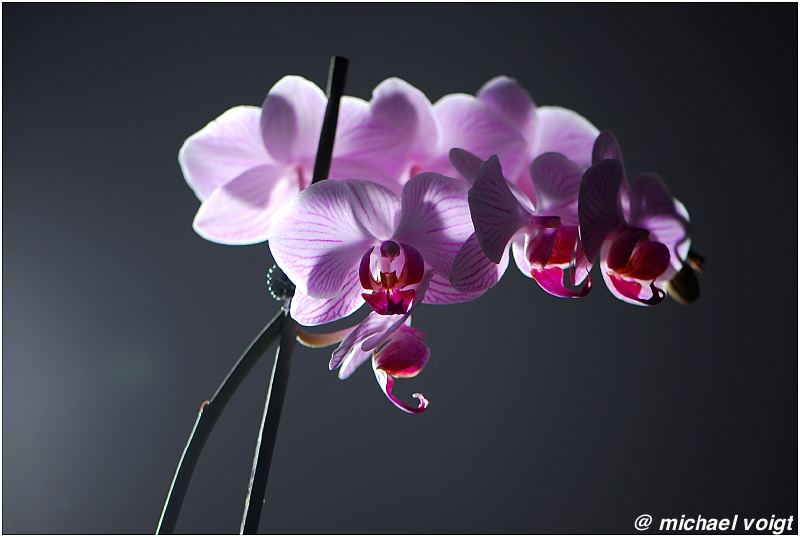 Orchidee