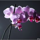 Orchidee