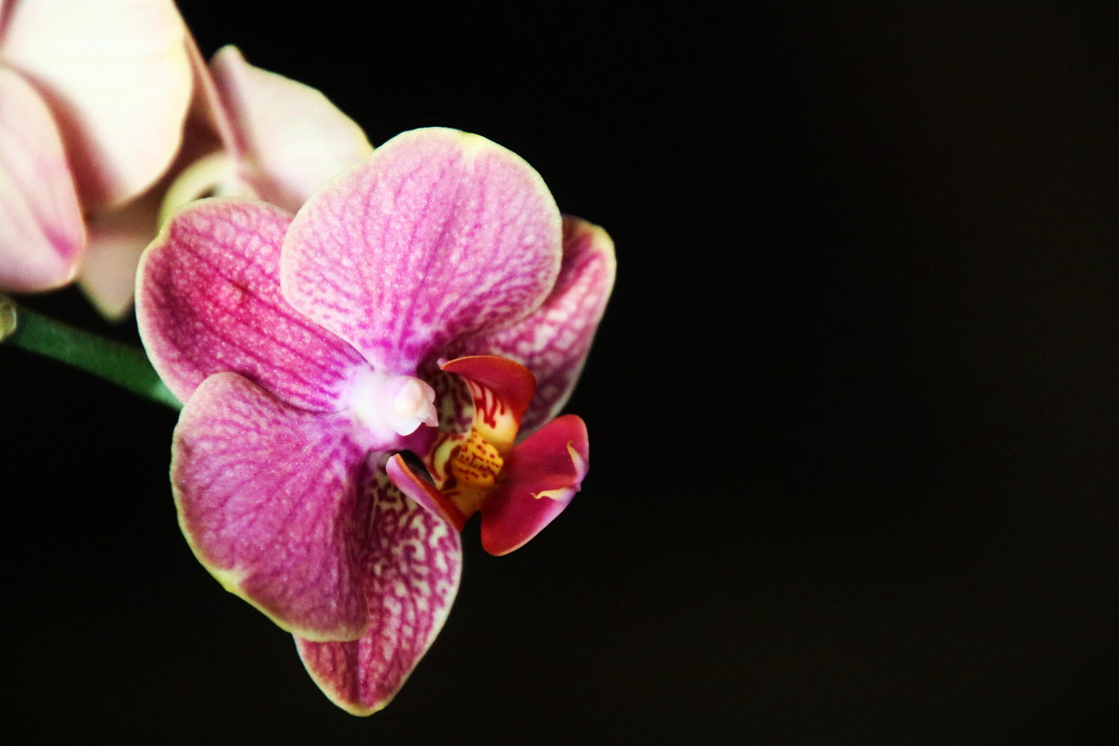 Orchidee