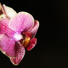 Orchidee