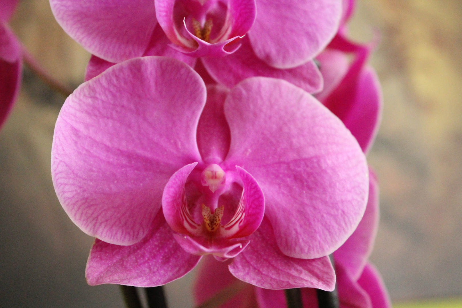 Orchidee