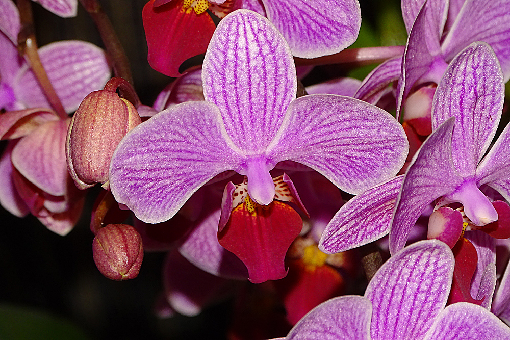 Orchidee-57