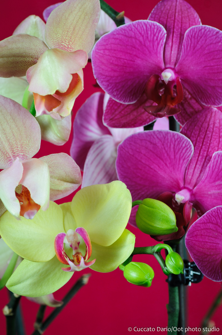 Orchidee