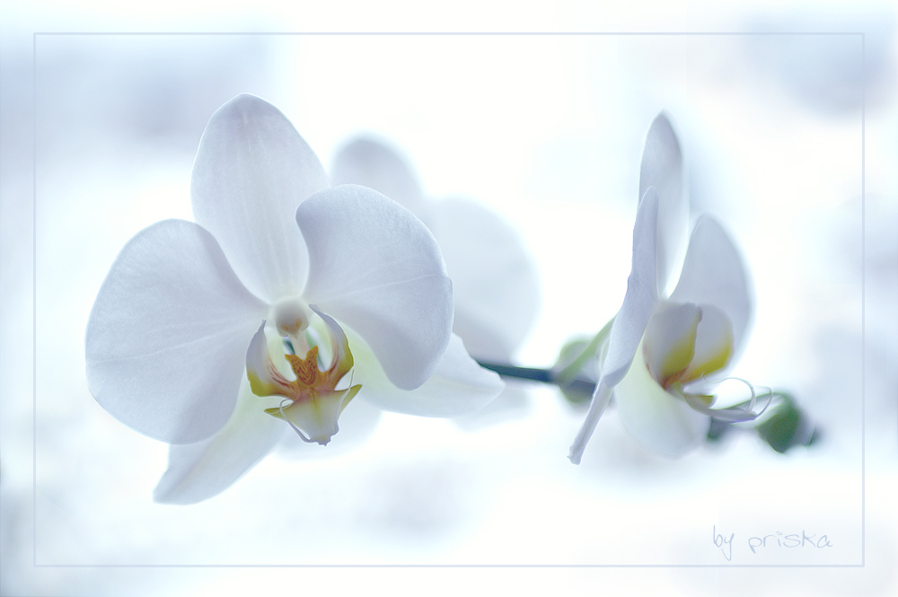 Orchidee