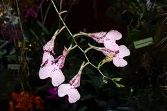 Orchidee-59