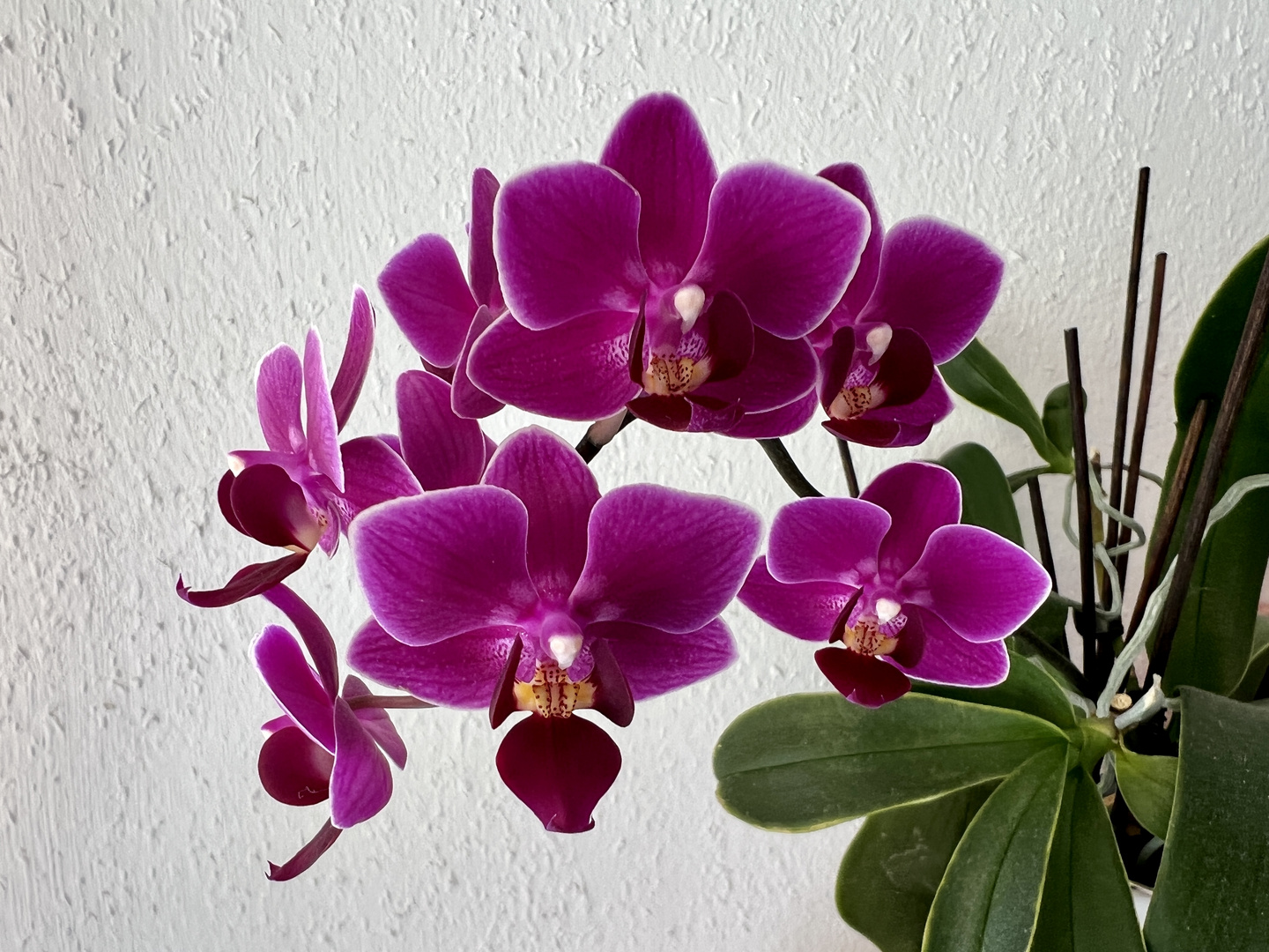 Orchidee