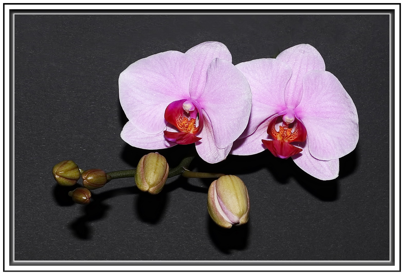 Orchidee