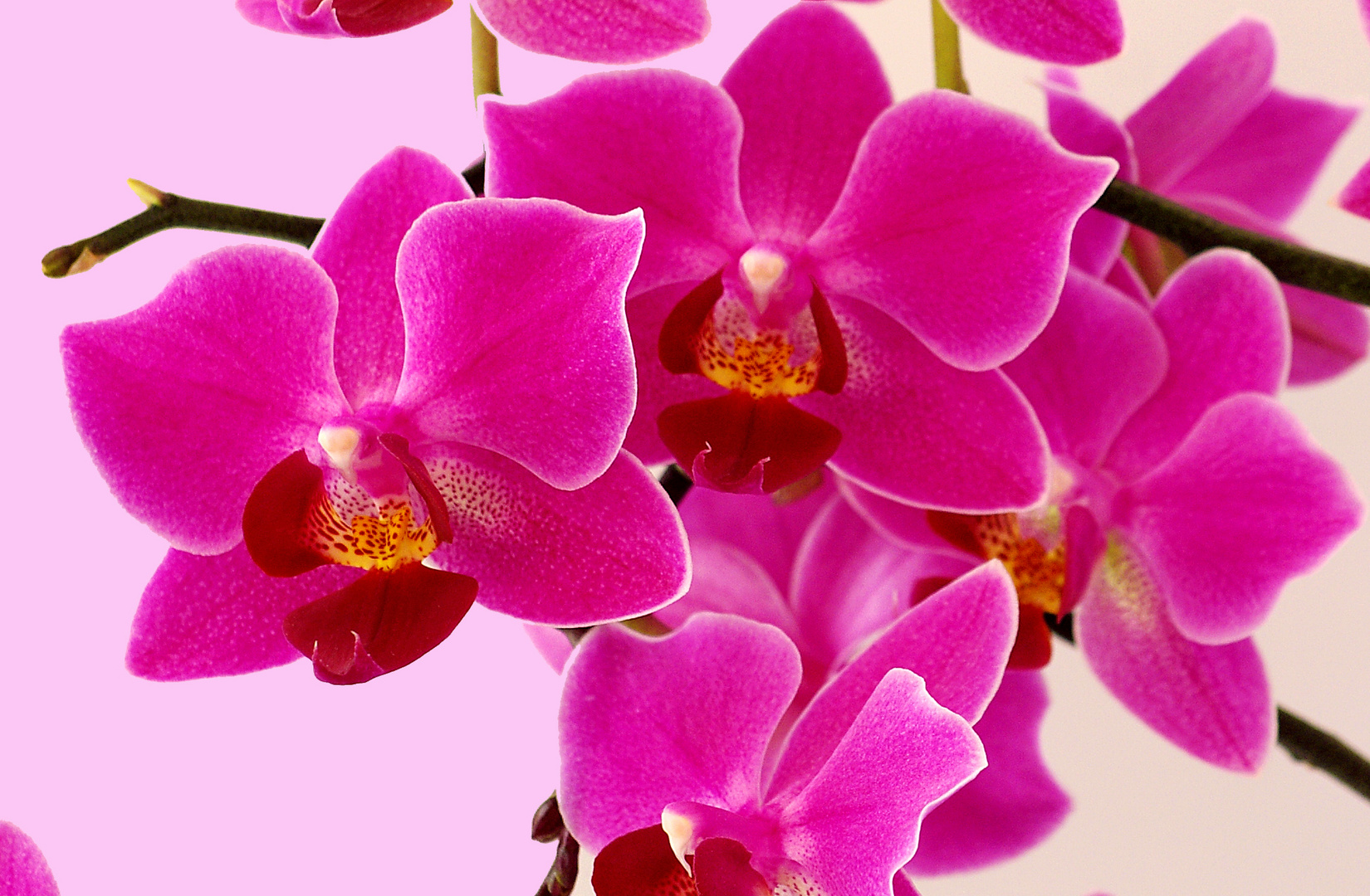 Orchidee