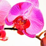 orchidee