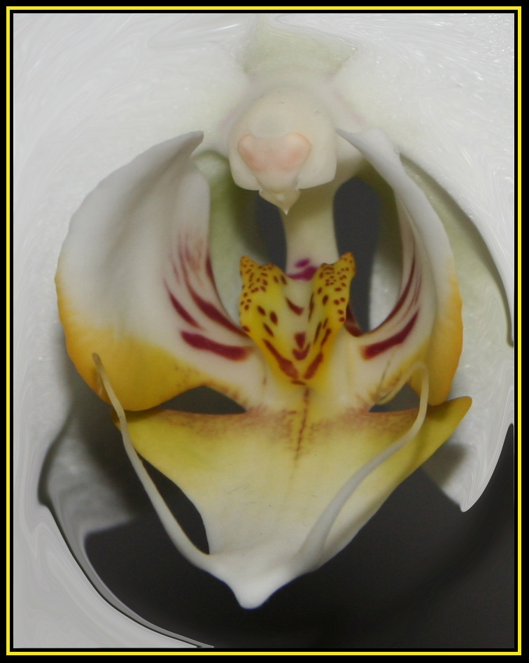 Orchidee