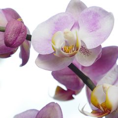 Orchidee