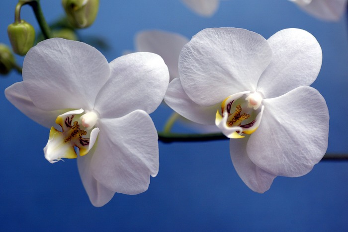 Orchidee