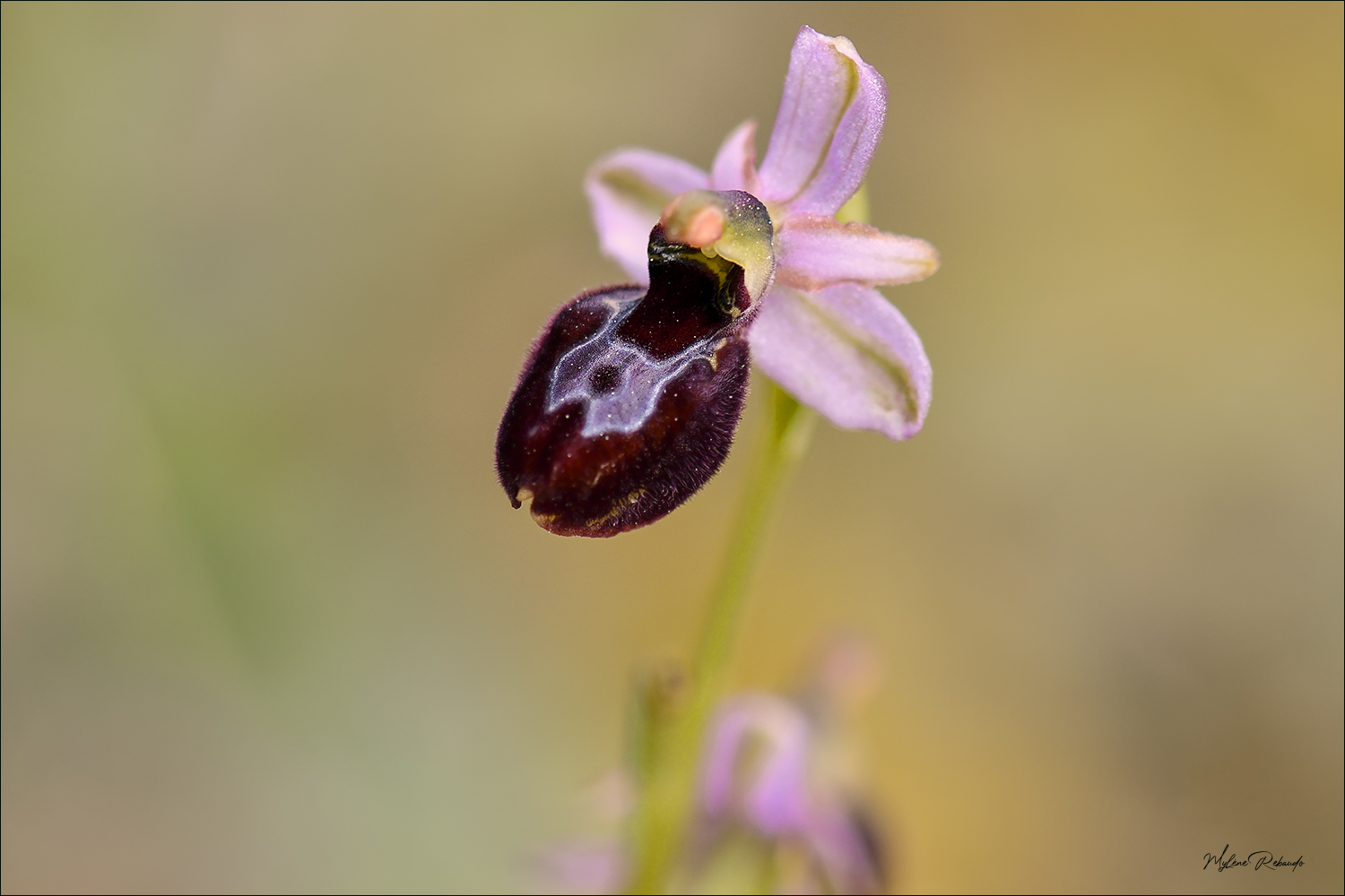 ORchidée