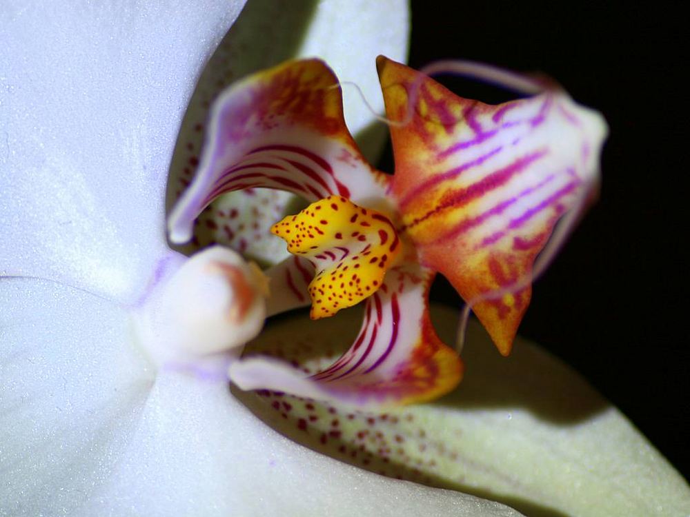 Orchidee