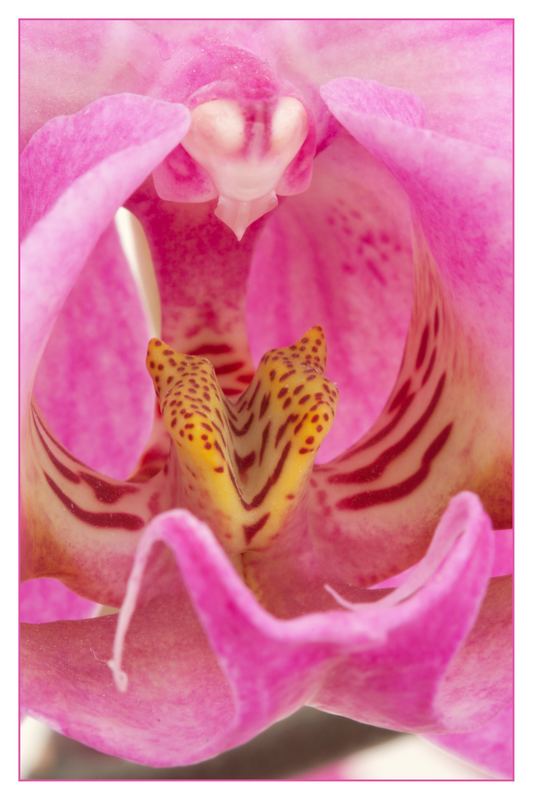 Orchidee