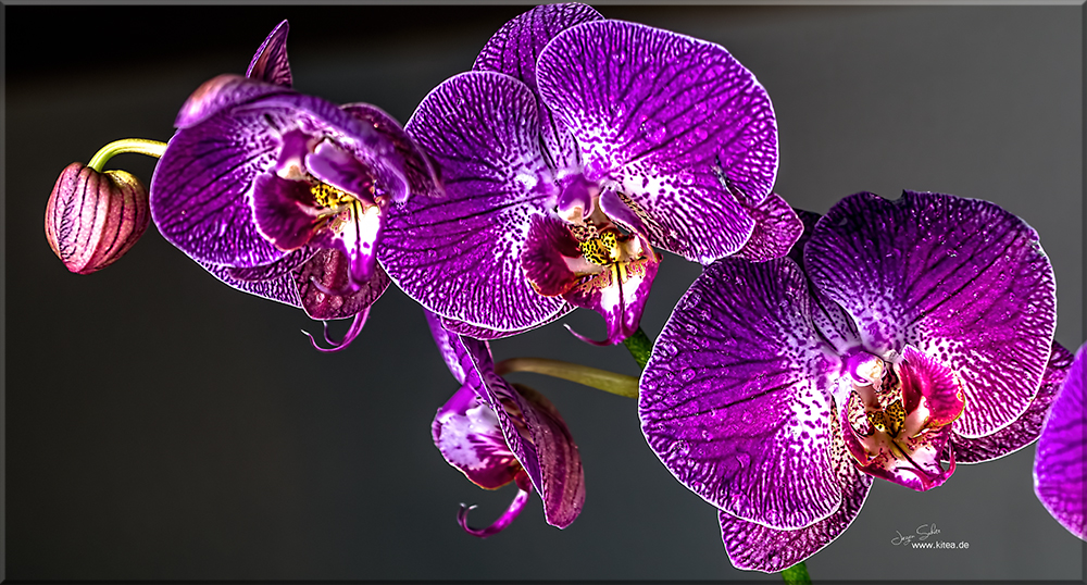 Orchidee