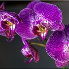 Orchidee