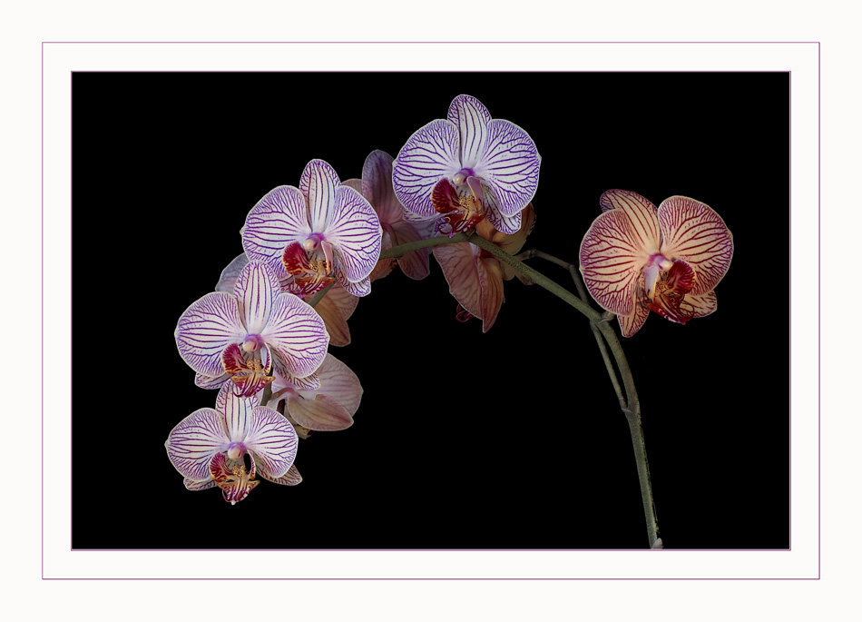 Orchidee