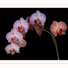 Orchidee