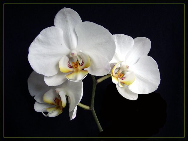 Orchidee