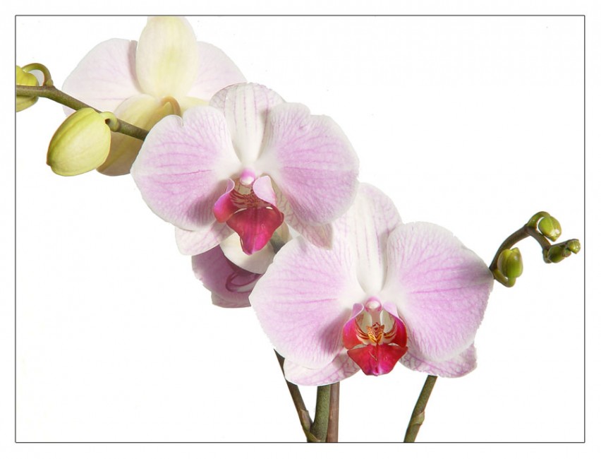 Orchidee