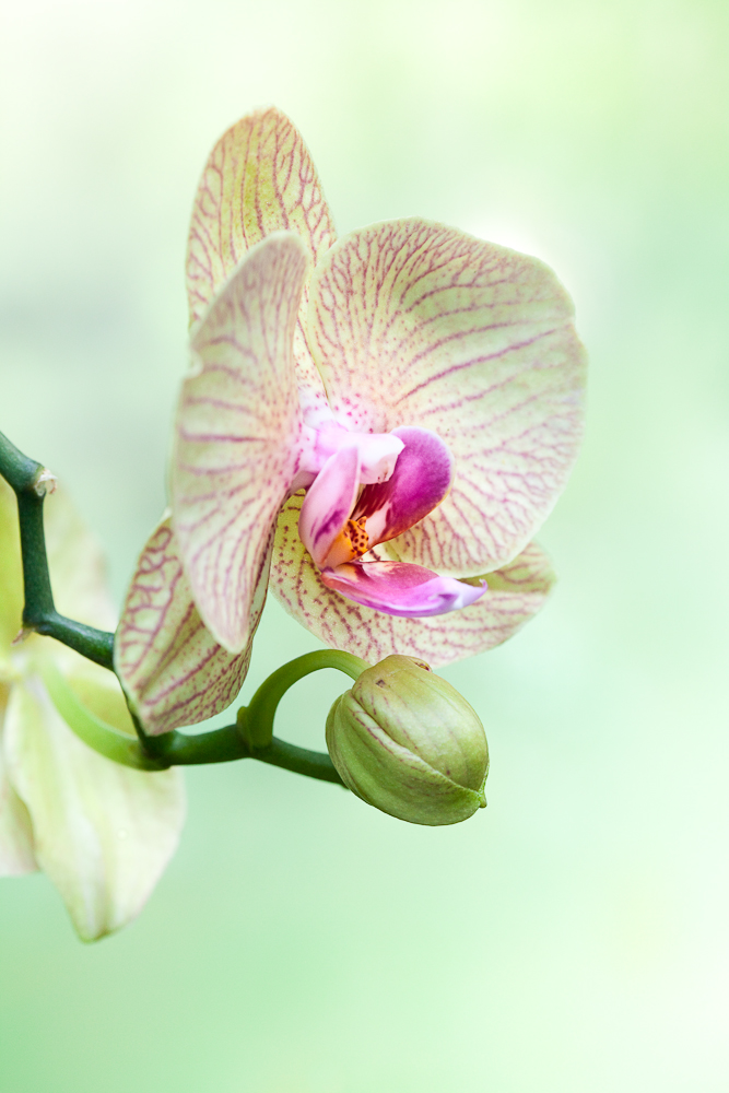 Orchidee