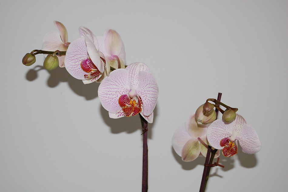 Orchidee