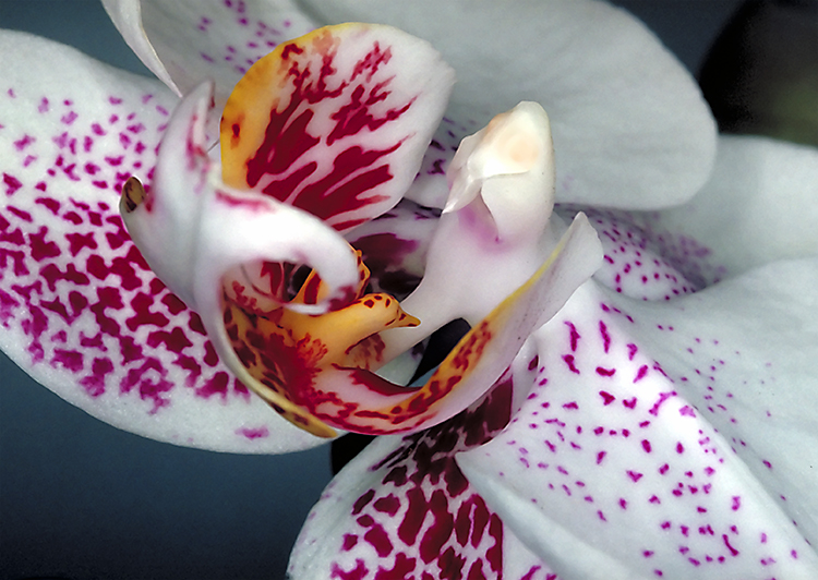 Orchidee