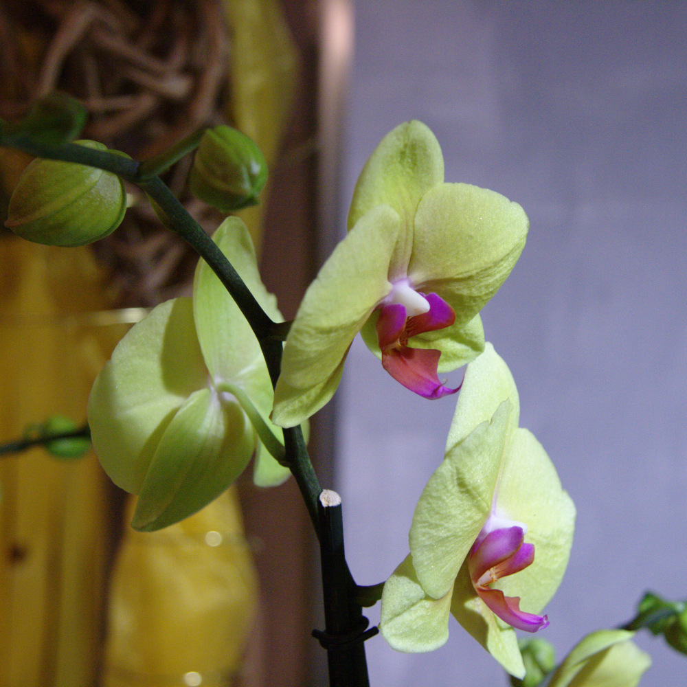 Orchidee 6