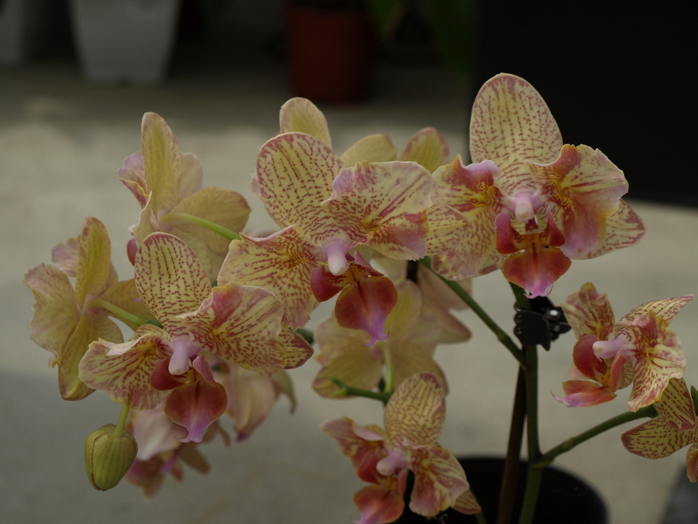 Orchidée 6