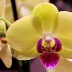 Orchidee 6