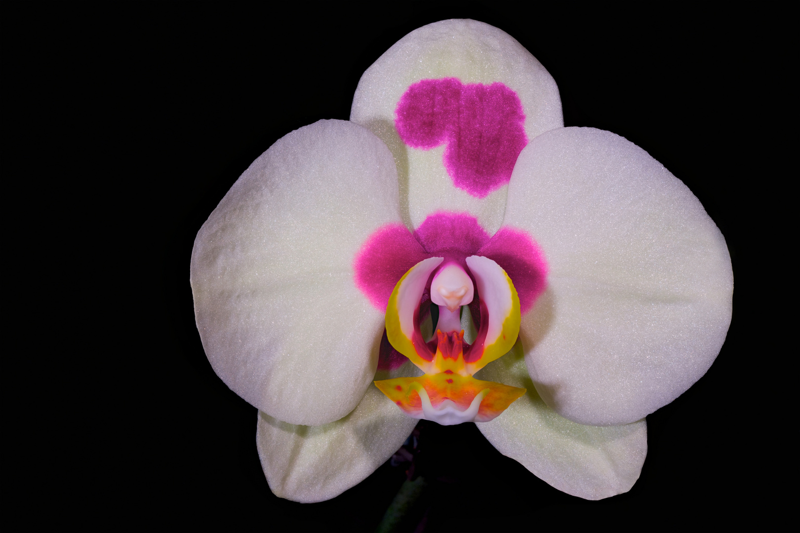 Orchidee 6