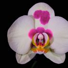 Orchidee 6