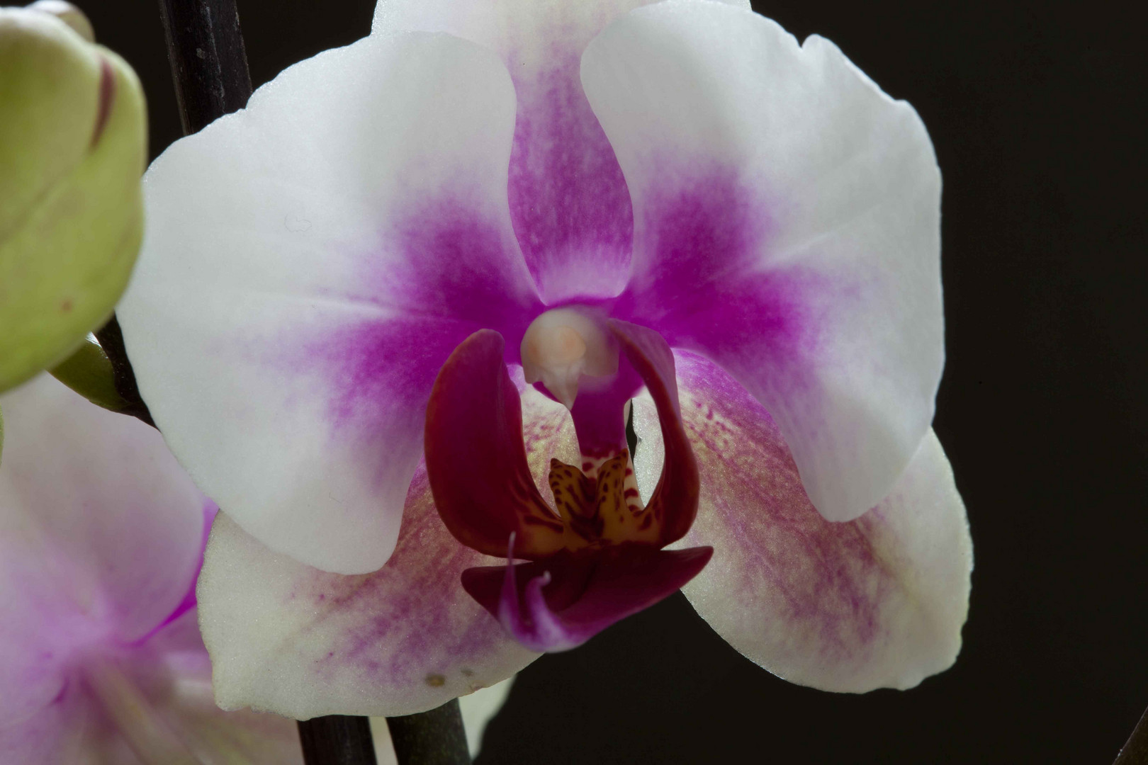 Orchidee 6