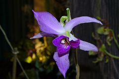 Orchidee-60