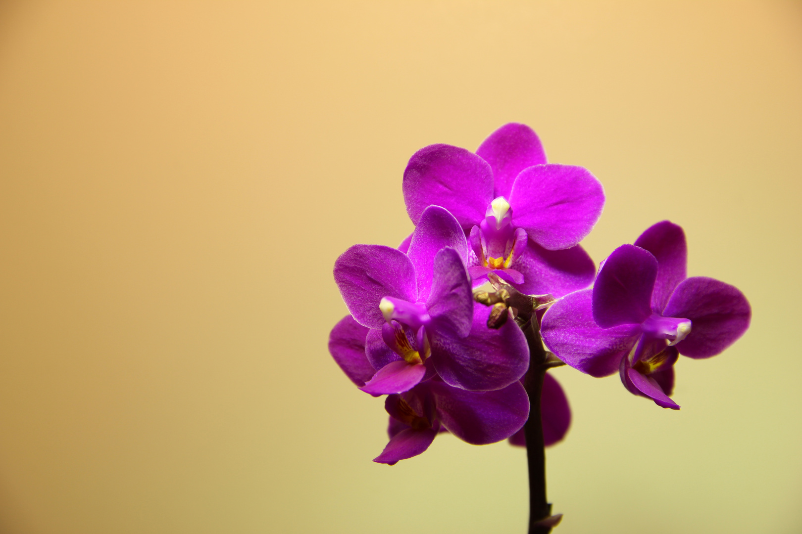 Orchidee