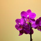 Orchidee