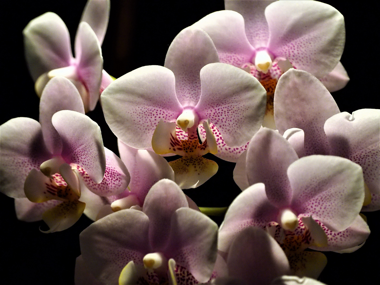 Orchidee