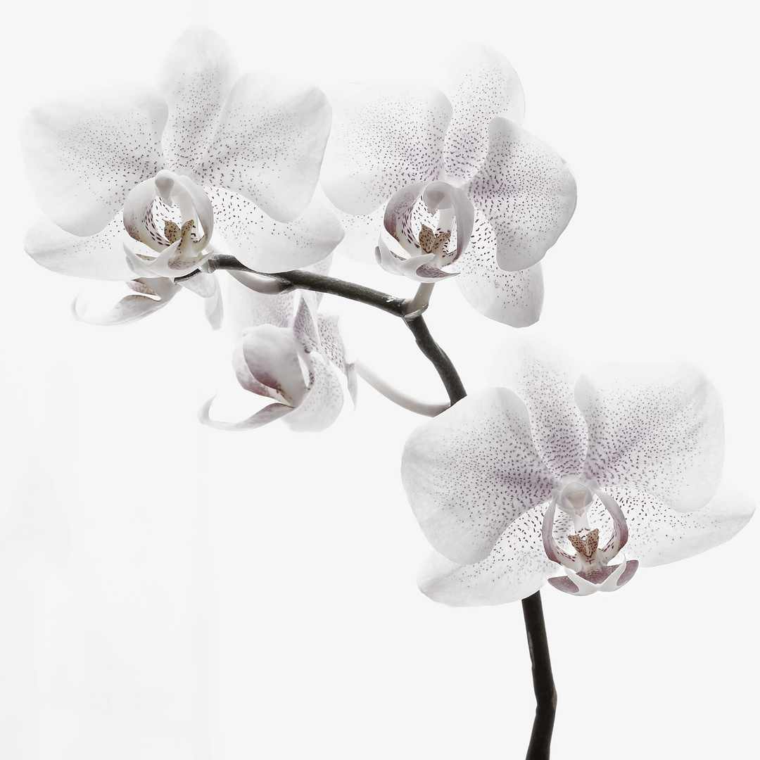 ...Orchidee...