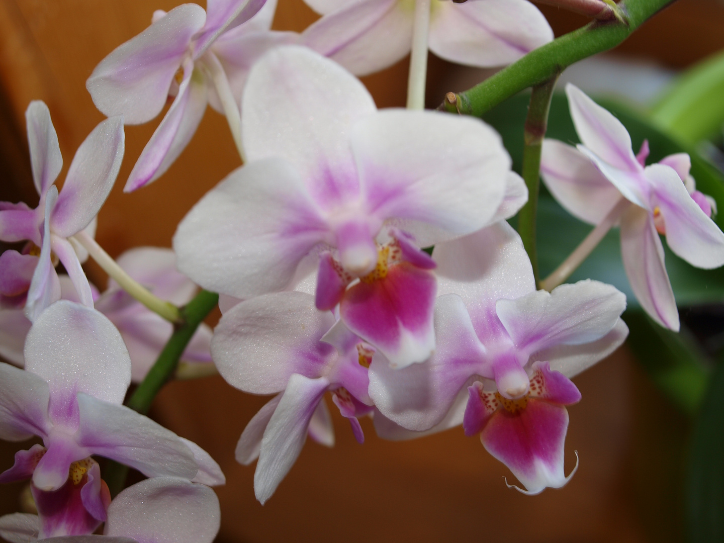 orchidee