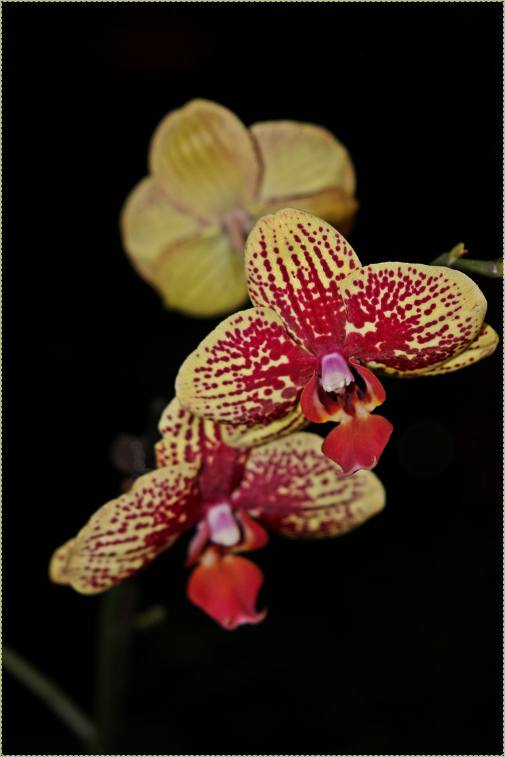 Orchidee