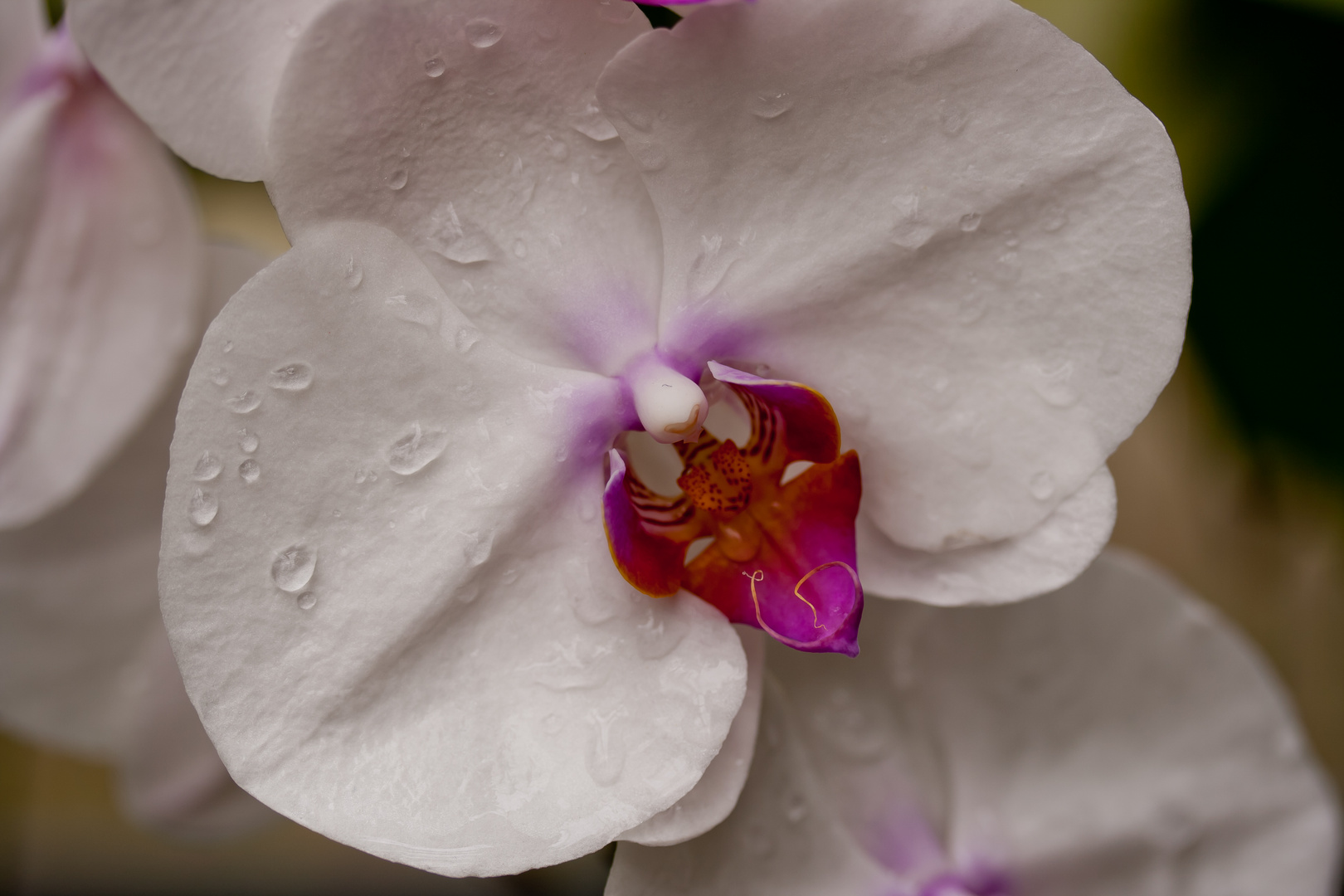 Orchidee