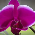 Orchidee